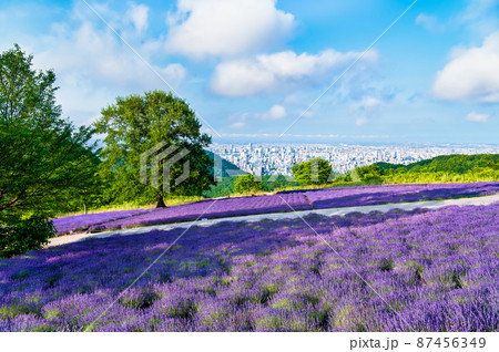 北海道札幌市　幌見峠展望駐車場 　～ラベンダー畑～ 87456349