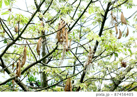 Kapok, Ceiba pentandra, White silk cotton tree 87456405