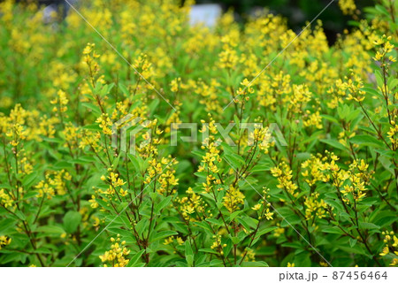Galphimia, Gold shower or Galphimia glauca, yellow flower 87456464