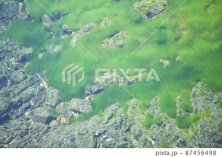 早春の珪藻（ケイソウ） 87456498