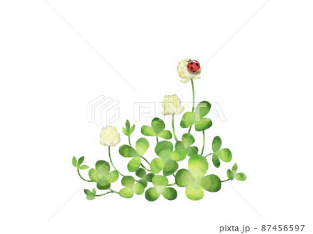 クローバーの株 てんとう虫 クローバーの株 てんとう虫 87456597