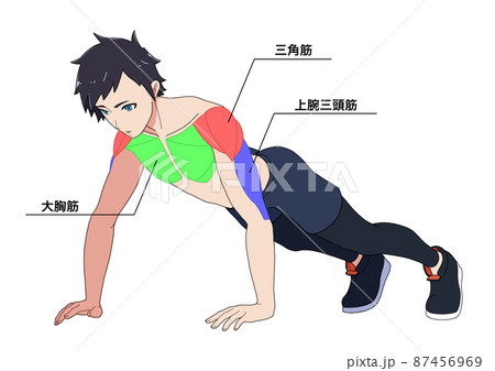 腕立て伏せをする男性と筋肉の名称（色分け、日本語） 87456969
