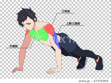 腕立て伏せをする男性と筋肉の名称（色分け、日本語） 87456969