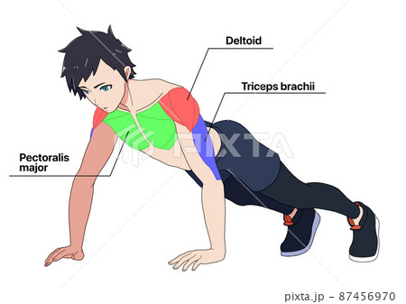 腕立て伏せをする男性と筋肉の名称（色分け、英語） 87456970