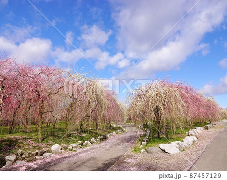 しだれ梅の花道風景 しだれ梅の花道風景 87457129