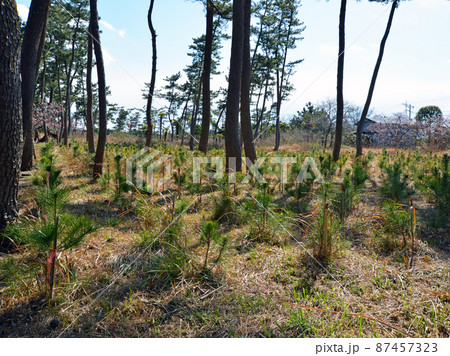 白子町 海岸保安林 再生整備事業で植樹されたクロマツの苗木 白子町 海岸保安林 再生整備事業で植樹されたクロマツの苗木 87457323
