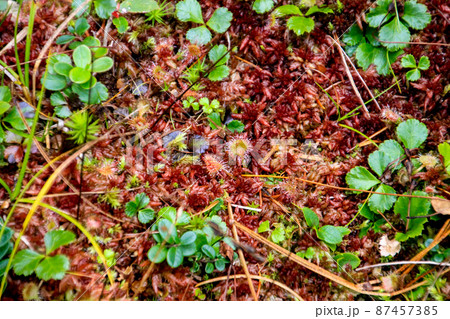 御泉水自然園 87457385