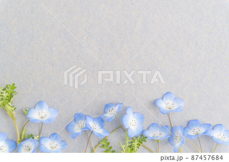 ネモフィラのフラワーフレームの写真素材 [87457684] - PIXTA