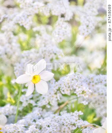 スイセンのクローズアップと可愛いユキヤナギ 87458089