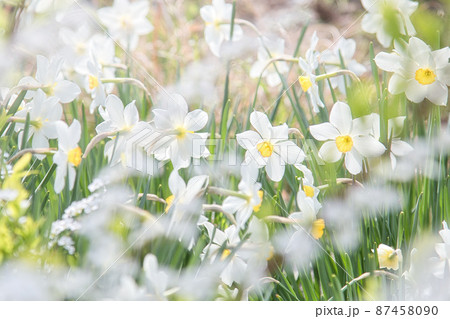 可愛いスイセンと雪柳 87458090