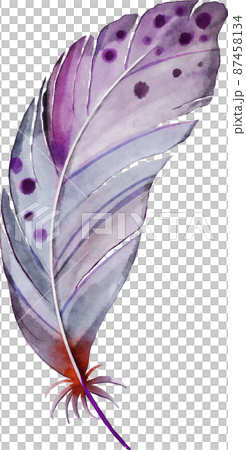watercolor feather illustration 87458134