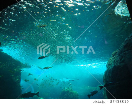 水中の生物 87458319