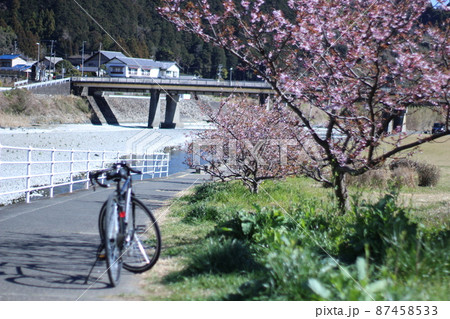 興津川の桜 87458533