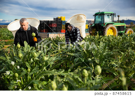 Mature man horticulturist picking harvest of artichokes Mature man horticulturist picking harvest of artichokes 87458615