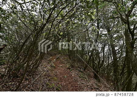 向山連山より 87458728