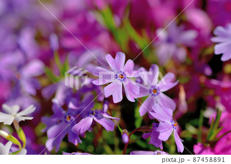 サクラソウ 87458891