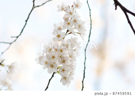 逆光に映える白い桜 逆光に映える白い桜 87459591