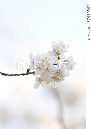 逆光に映える白い桜 逆光に映える白い桜 87459592