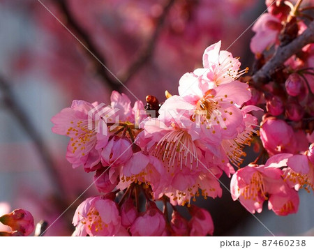 木漏れ日に透ける椿寒桜の花（日差しを浴びた川沿いの雪割桜） 87460238