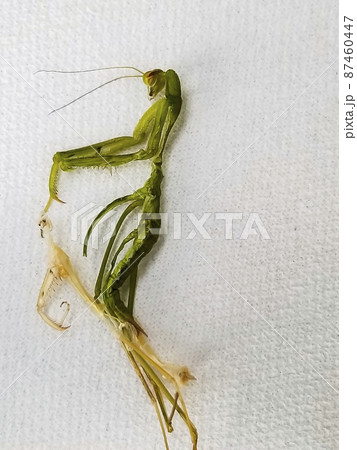 カマキリの死骸の写真素材 [87460447] - PIXTA