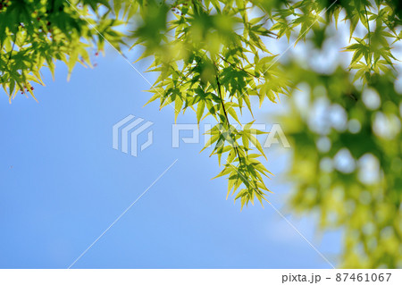 モミジの若葉 モミジの若葉 87461067