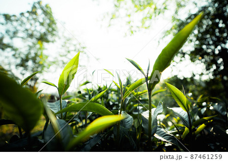 green tea leaves in nature evening light green tea leaves in nature evening light 87461259