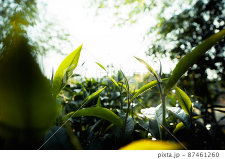 green tea leaves in nature evening light green tea leaves in nature evening light 87461260