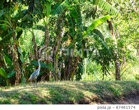 アフリカのマラウイ・ゾンバの日常風景(鳥) アフリカのマラウイ・ゾンバの日常風景(鳥) 87461574