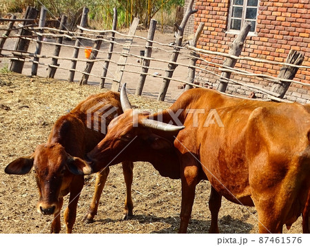 アフリカのマラウイ・ゾンバの日常風景(牛) アフリカのマラウイ・ゾンバの日常風景(牛) 87461576