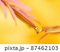 しずく 87462103
