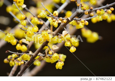 ロウバイ 87462122