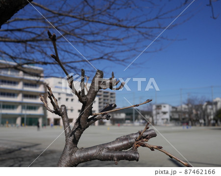 青空と木 冬の青空が気持ちが良い 春を待つ 青空と木 冬の青空が気持ちが良い 春を待つ 87462166