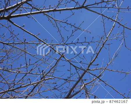 青空と木 冬の青空が気持ちが良い 春を待つ 青空と木 冬の青空が気持ちが良い 春を待つ 87462167