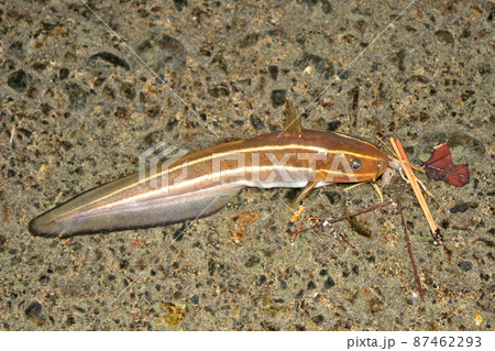 毒バリを持つゴンズイが釣れた 87462293