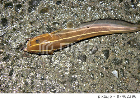 毒バリを持つゴンズイが釣れた 毒バリを持つゴンズイが釣れた 87462296