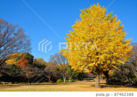 秋の北の丸公園と黄葉したイチョウ 秋の北の丸公園と黄葉したイチョウ 87462388