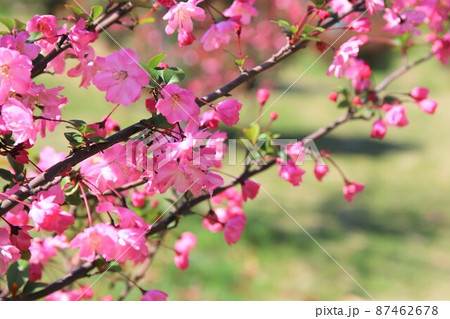 花海堂 花海堂 87462678