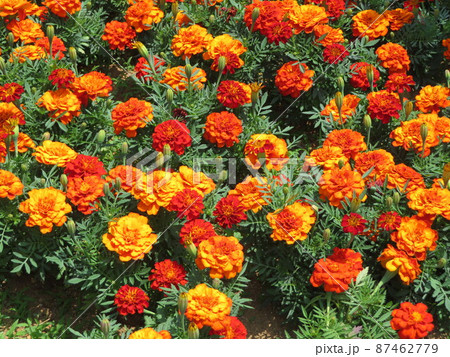 花 オレンジ色 花 オレンジ色 87462779