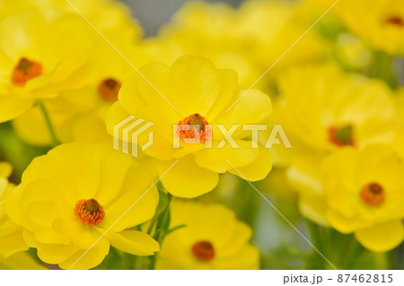 ラナンキュラス（ラックス　ビュタロス） 87462815