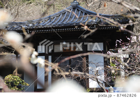 山口県下関市豊前田町にある福仙寺の境内の春の風景 山口県下関市豊前田町にある福仙寺の境内の春の風景 87462826