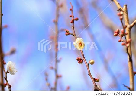 梅の花 揚羽の蝶 梅の花 揚羽の蝶 87462925