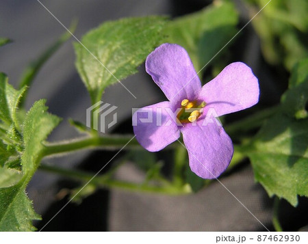 ステラ・コスモパープル ステラ・コスモパープル 87462930