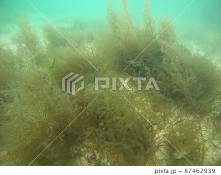 天然モズク、海の中での様子　海中に揺らめく天然モズク 87462939