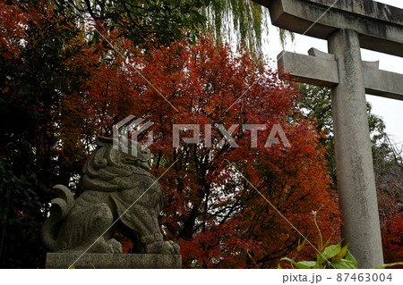 晴明神社 一の鳥居と狛犬 晴明神社 一の鳥居と狛犬 87463004