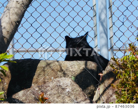高い場所から見下ろす黒い猫 87463036