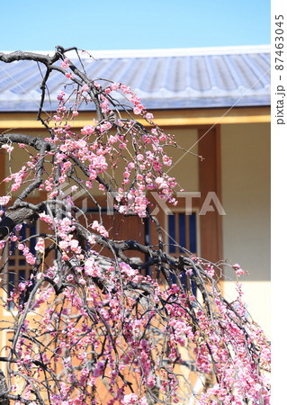 満開の枝垂れ梅（シダレウメ）　　 87463045