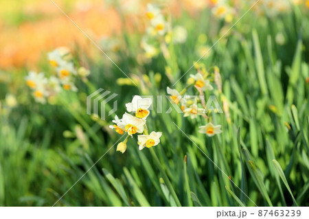 二ホンズイセンの花 87463239