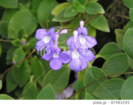 ストレプトカルプス 87463295