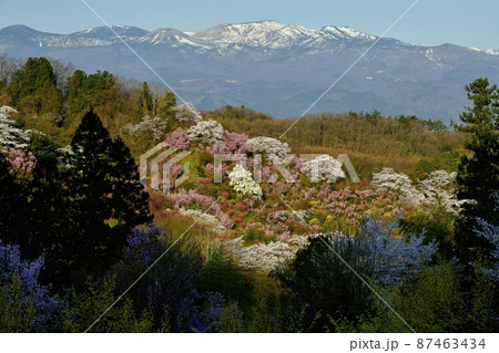 福島市花見山公園の花咲く花木と残雪の吾妻連峰 福島市花見山公園の花咲く花木と残雪の吾妻連峰 87463434