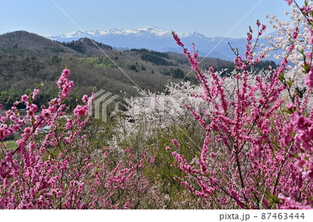 福島市花見山公園の花咲く花木と残雪の安達太良連峰 87463444
